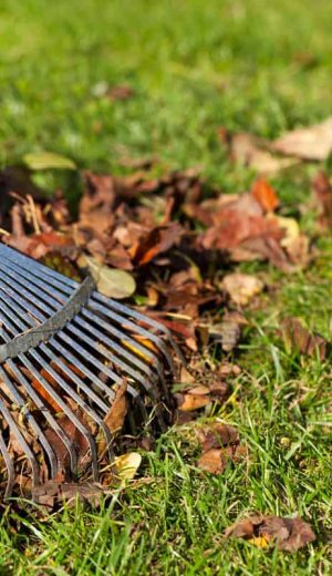 Rake-Leaves-on-Grass-in-Garden-backyard